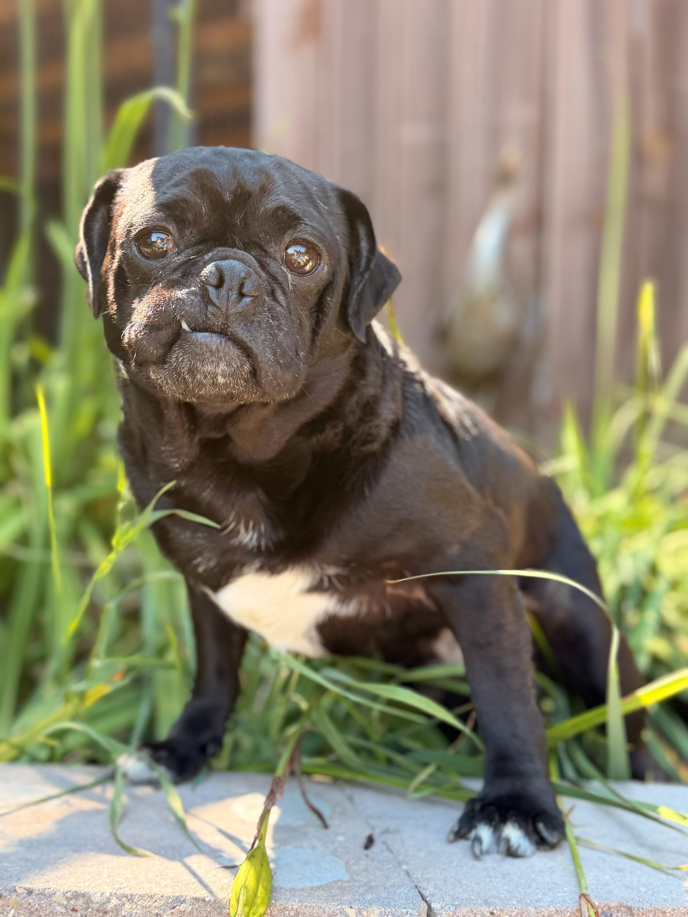 Enlarge Stubby, a Adoptable Pug in North Freedom, WI image 3/5