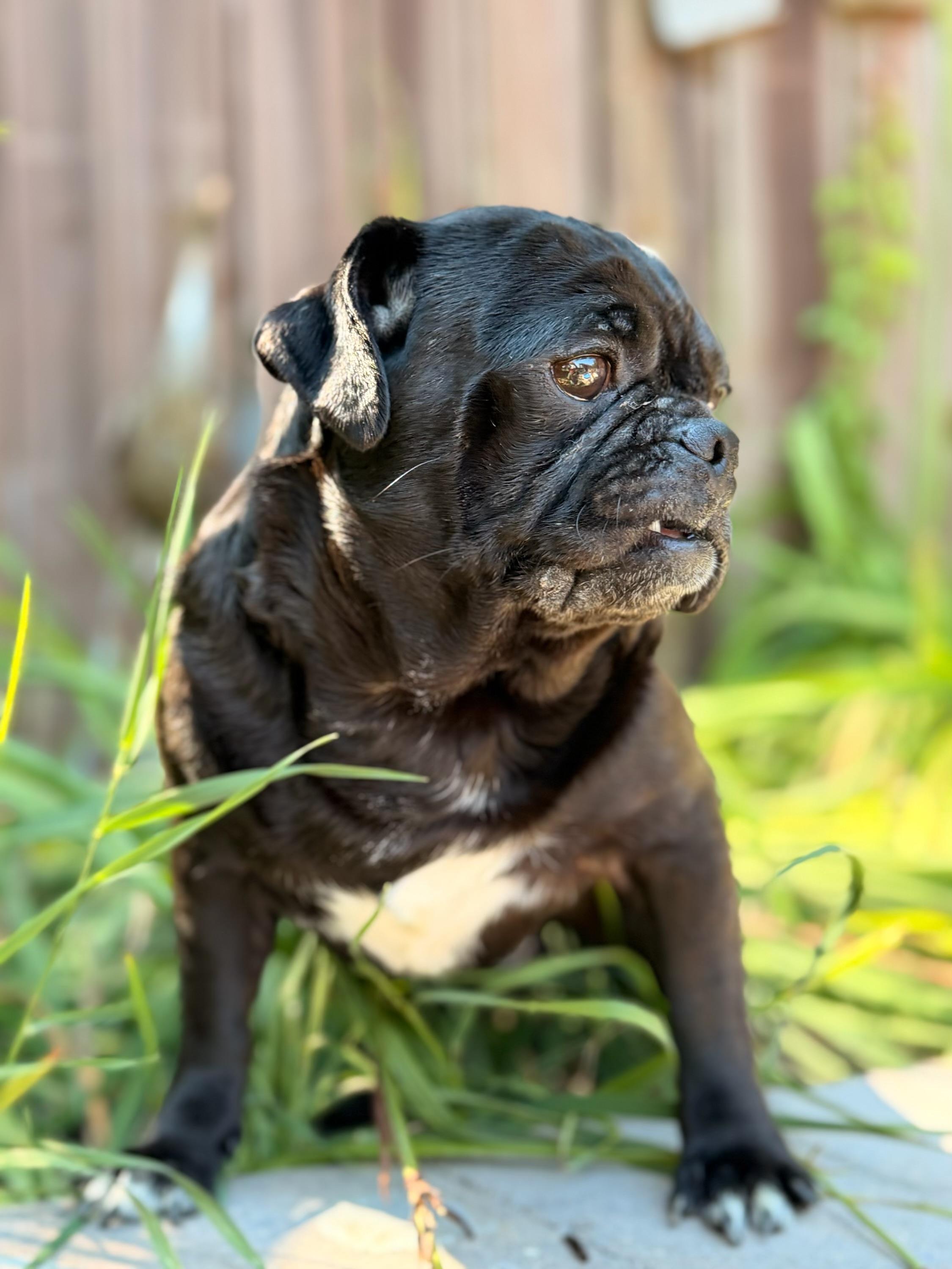 Enlarge Stubby, a Adoptable Pug in North Freedom, WI image 5/5