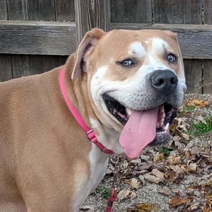 Enlarge Frances, a Adoptable Mixed Breed in Hilliard, OH image 1/1