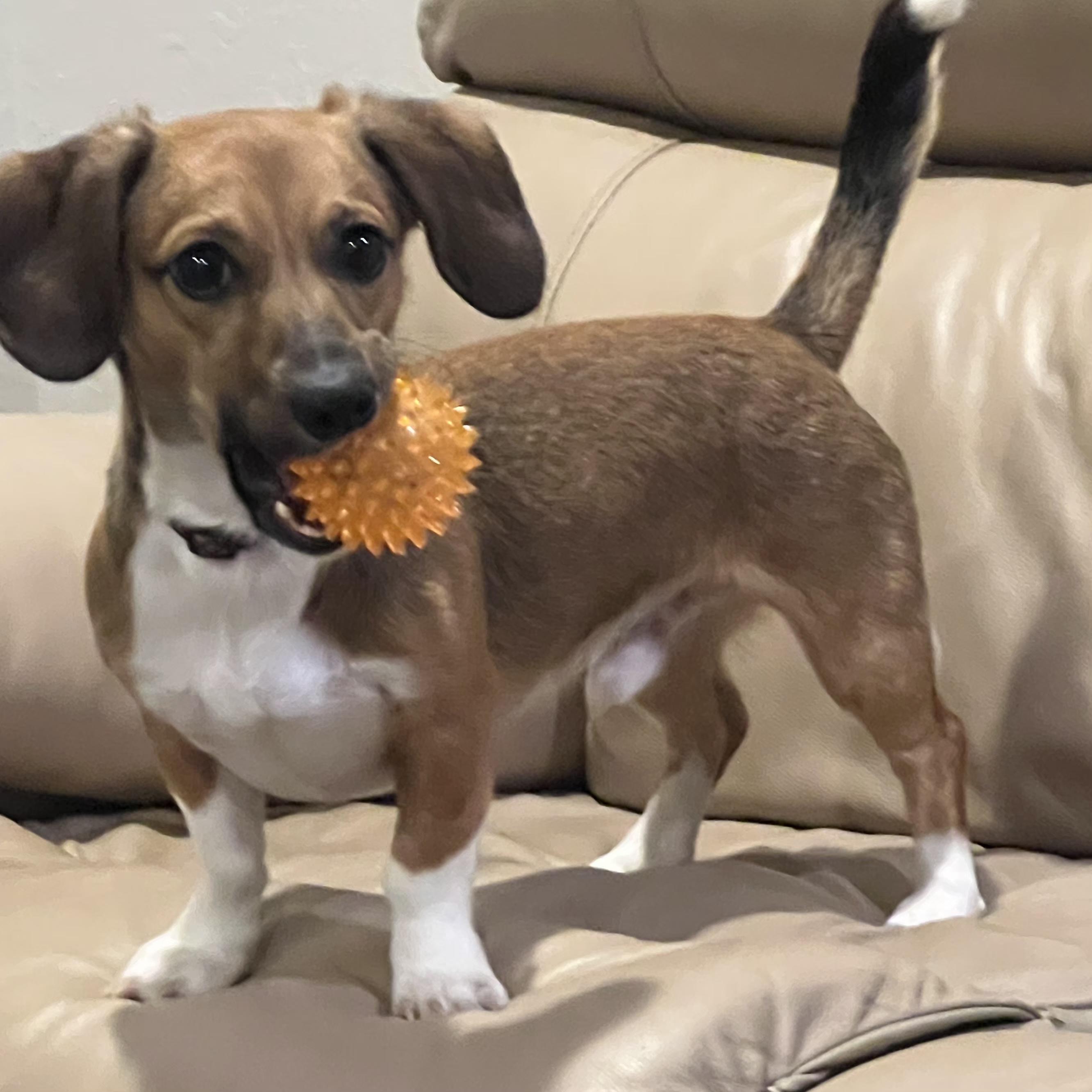 Snickers, Adopted, Puppy Male Miniature Dachshund.