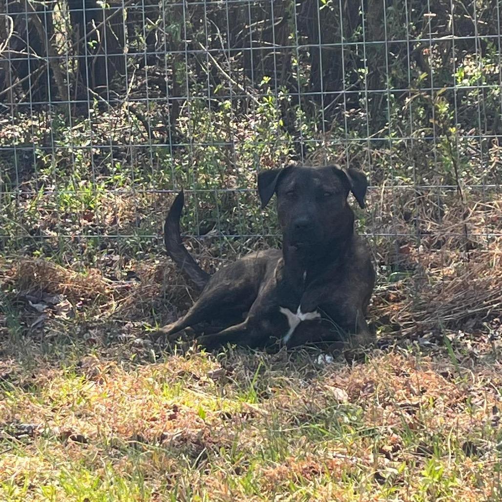 Mabel, Adoptable, Young Female Mixed Breed.