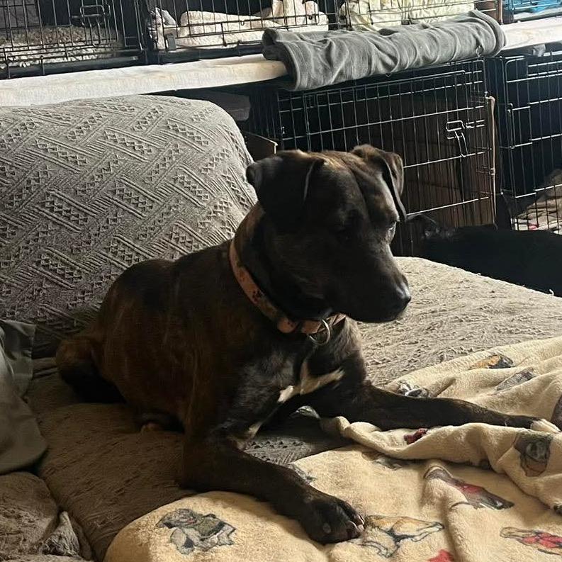 Enlarge Mabel, a Adoptable Mixed Breed in Rocky Mount, VA image 2/6