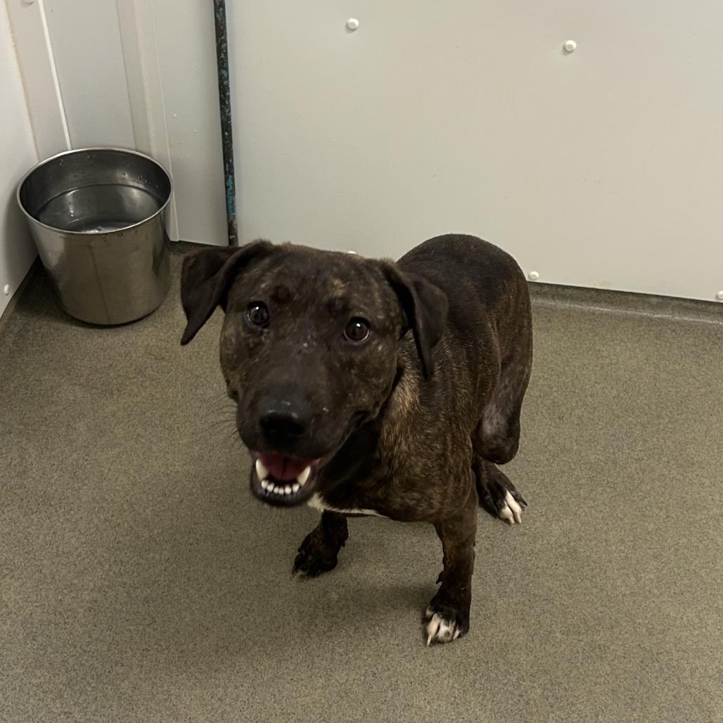 Enlarge Mabel, a Adoptable Mixed Breed in Rocky Mount, VA image 3/6