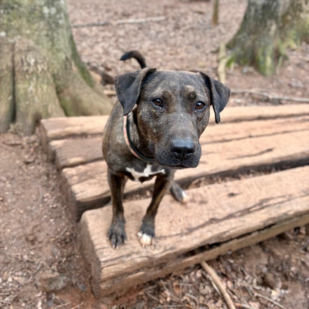 Enlarge Mabel, a Adoptable Mixed Breed in Rocky Mount, VA image 4/6