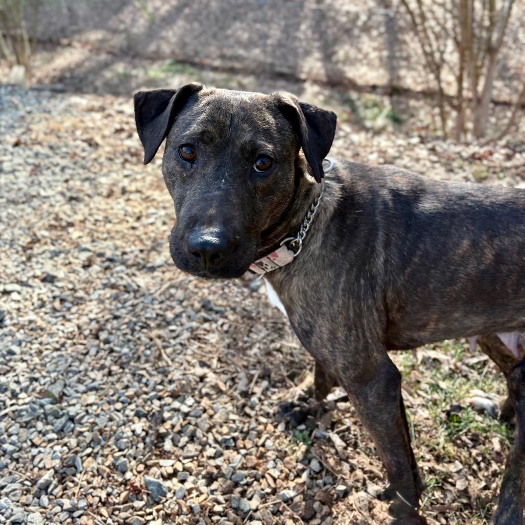 Enlarge Mabel, a Adoptable Mixed Breed in Rocky Mount, VA image 5/6