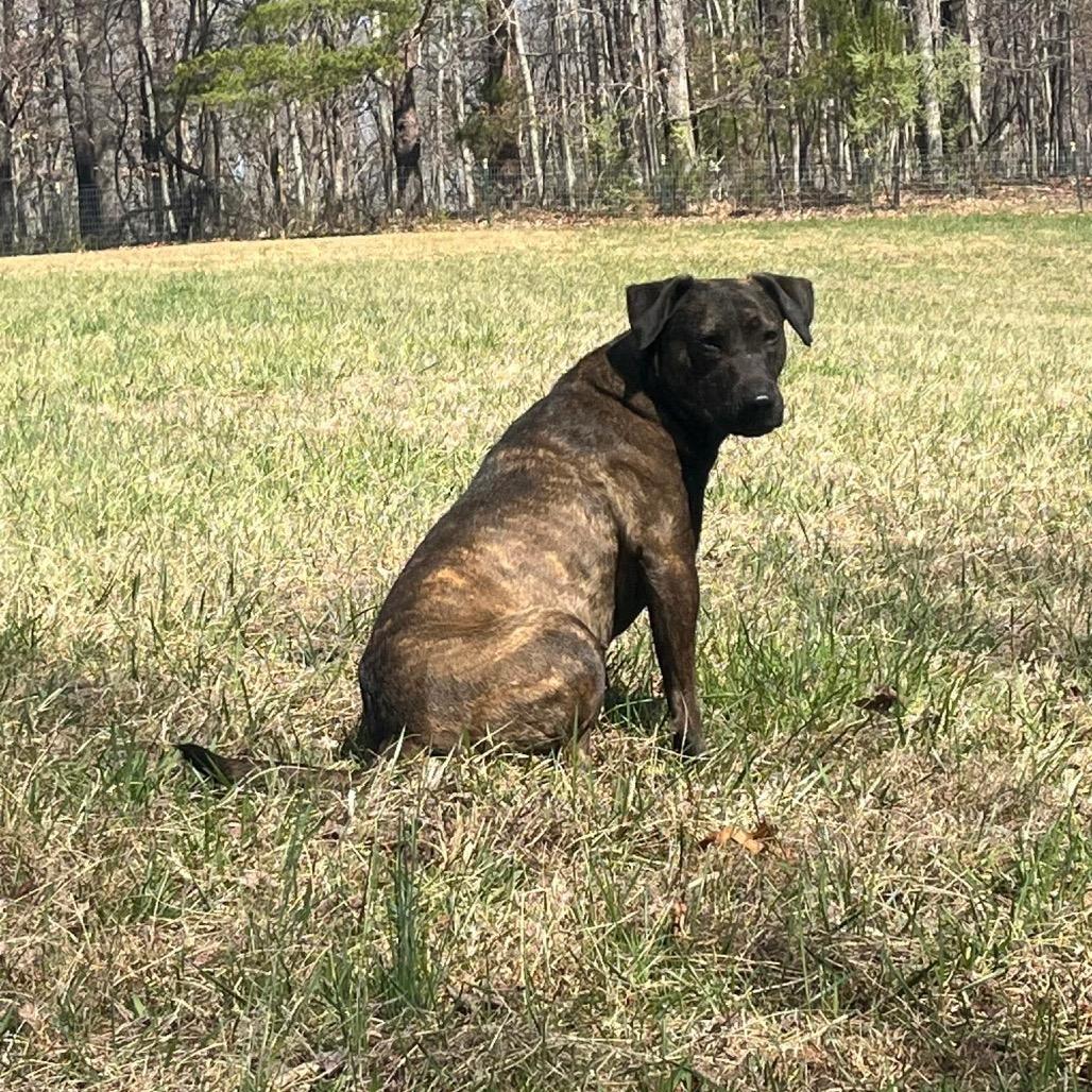 Enlarge Mabel, a Adoptable Mixed Breed in Rocky Mount, VA image 6/6