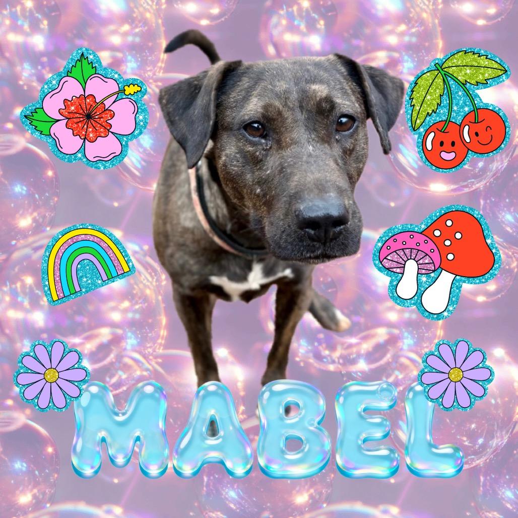 Enlarge Mabel, a Adoptable Mixed Breed in Rocky Mount, VA image 6/6