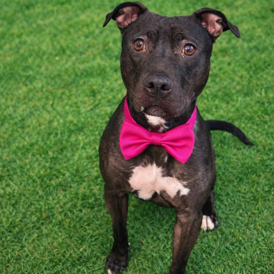 Dumpling, Adoptable, Adult Female Mixed Breed.