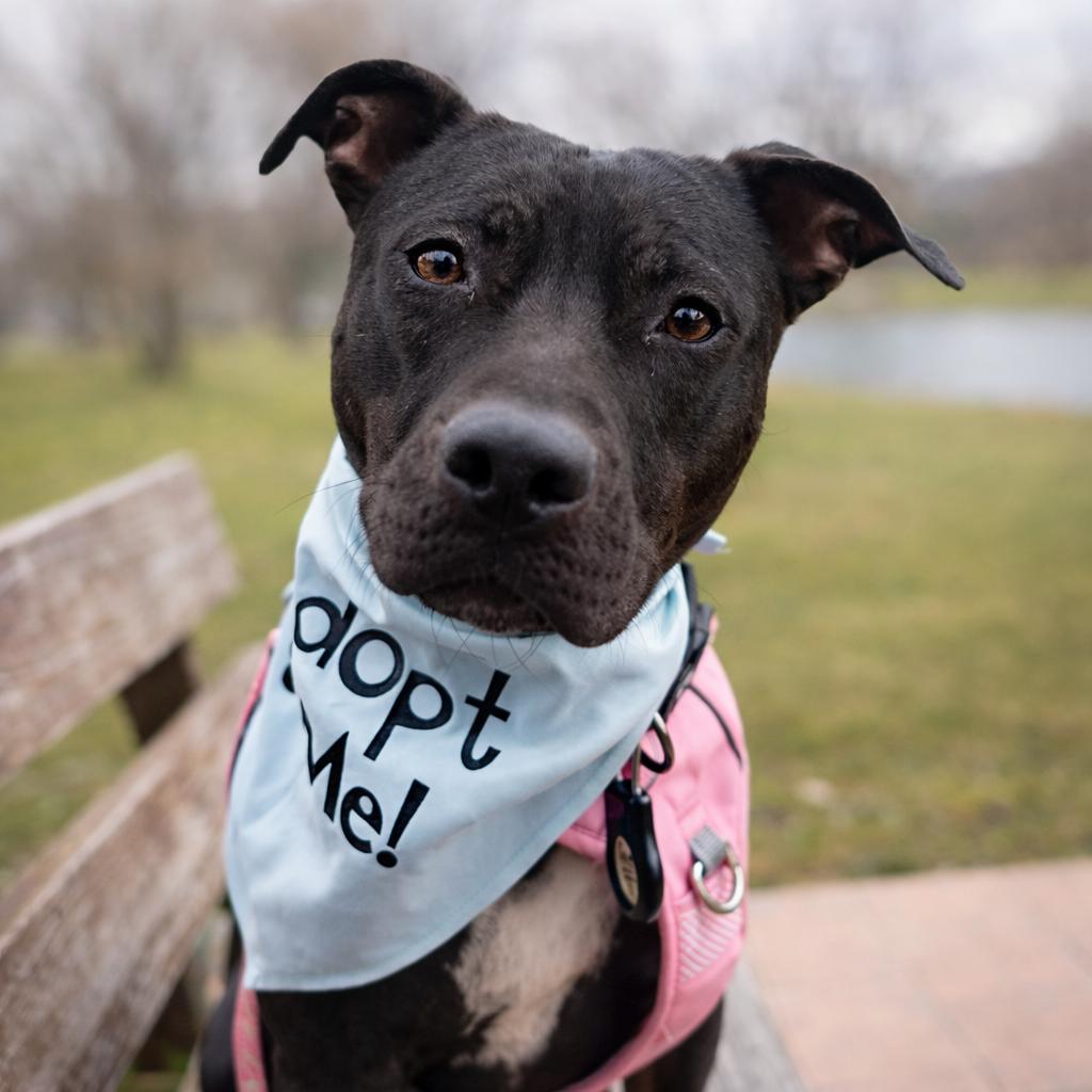 Enlarge Dumpling, a Adoptable mixed breed in Binghamton, NY image 2/6