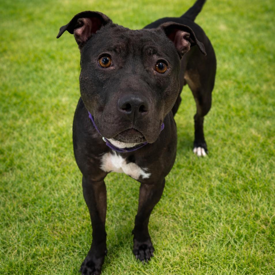 Dumpling, a Adoptable mixed breed in Binghamton, NY image 2/4
