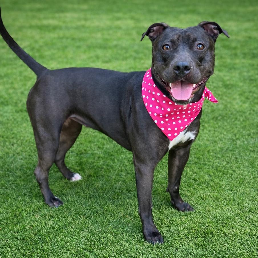Dumpling, a Adoptable mixed breed in Binghamton, NY image 3/4