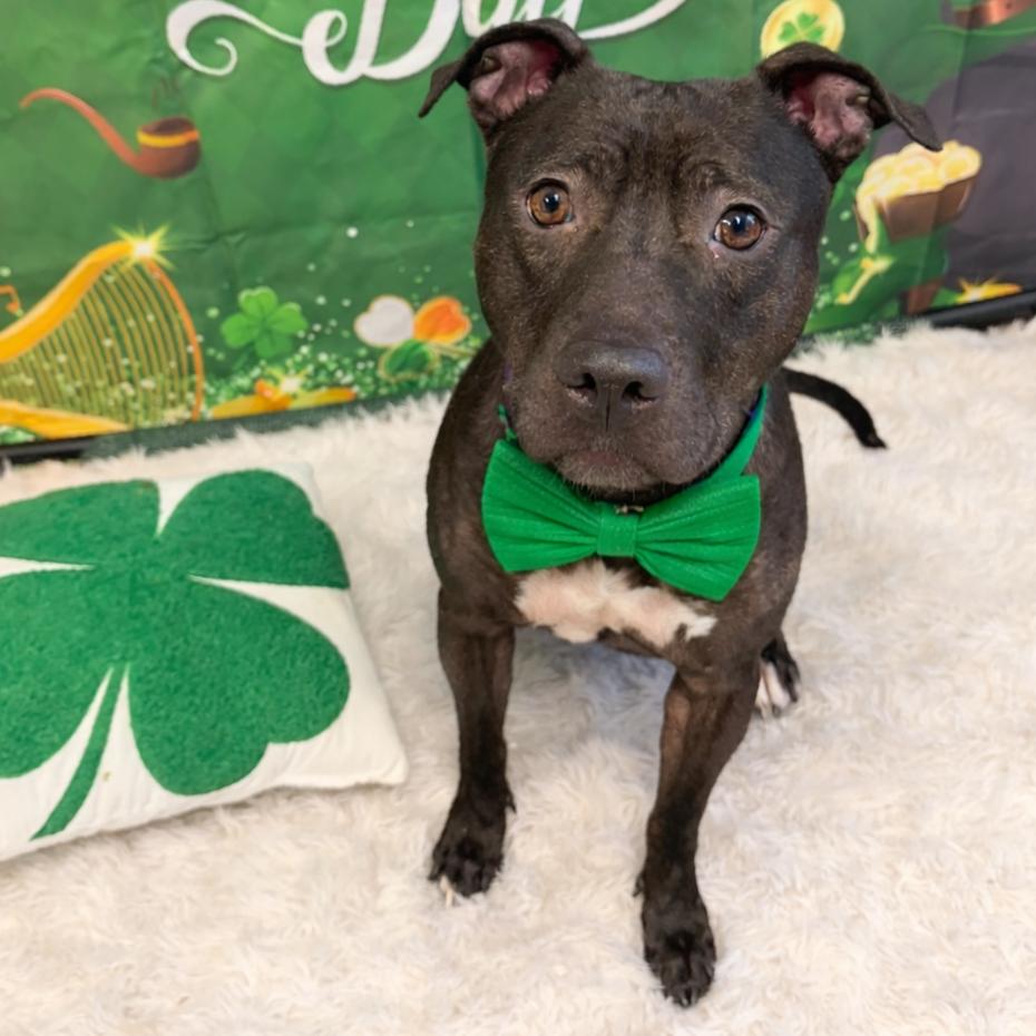 Dumpling, a Adoptable mixed breed in Binghamton, NY image 4/4