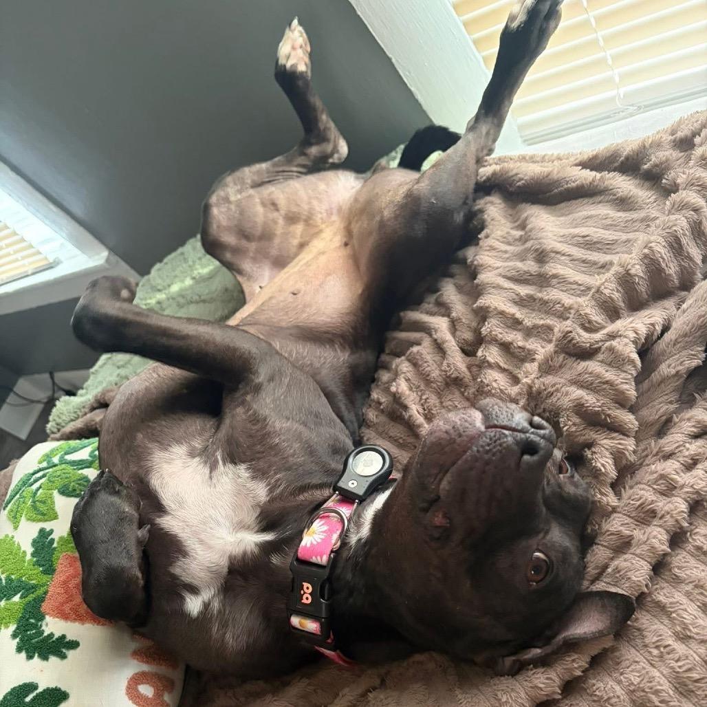 Enlarge Dumpling, a Adoptable mixed breed in Binghamton, NY image 6/6