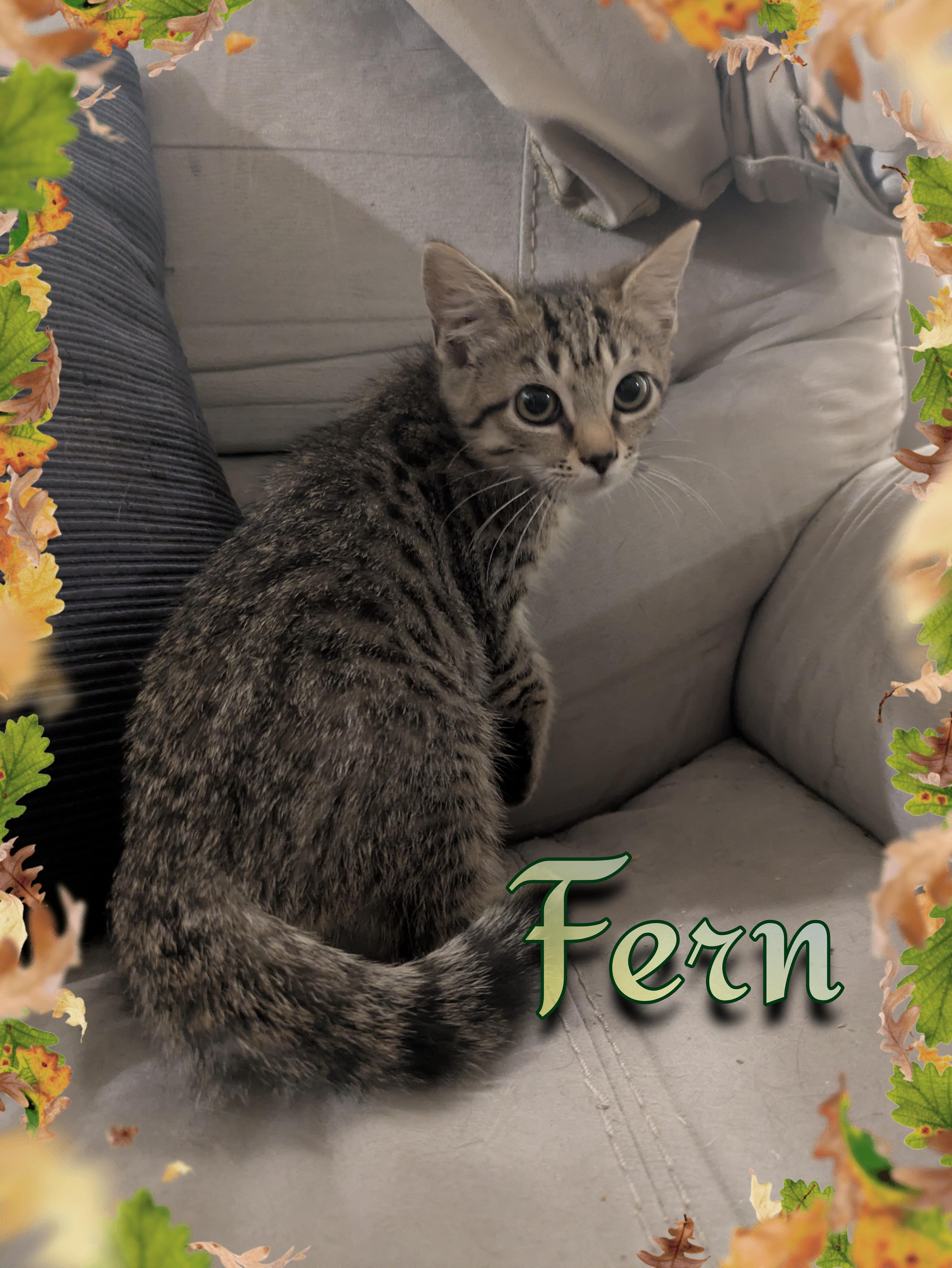 Enlarge Fern, a Adopted Domestic Short Hair in Great Mills, MD image 1/1