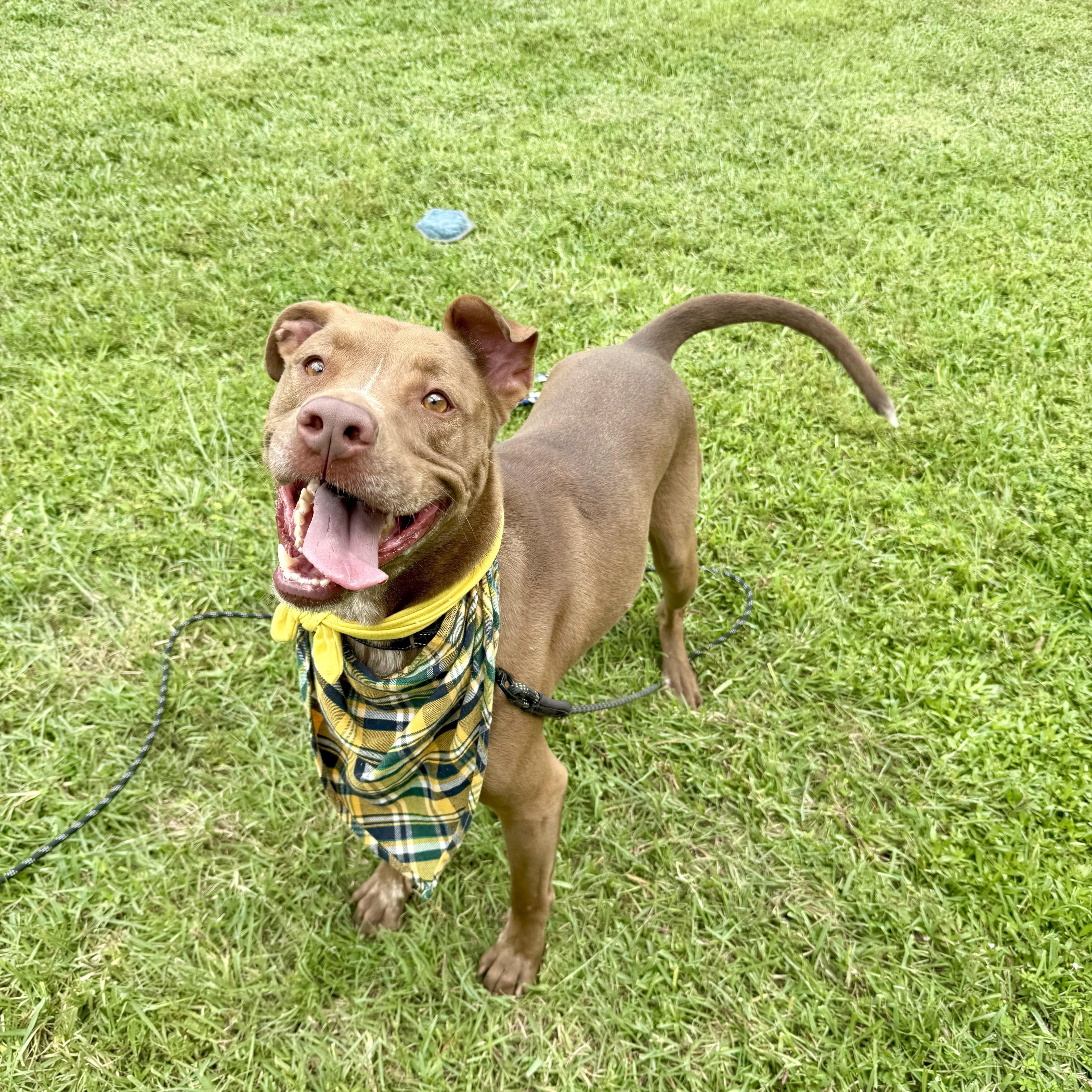 Charley Cookie Crisp — thumbnail 4