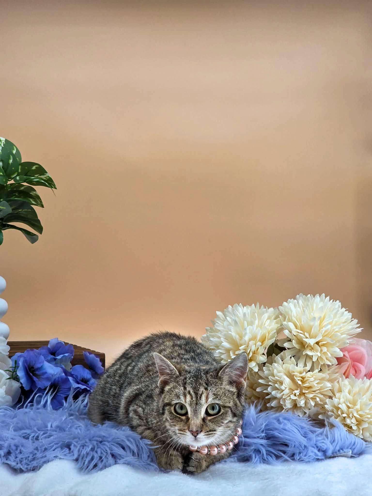 Pippa, a ADOPTABLE Domestic Short Hair in Sevierville, TN image 2/4