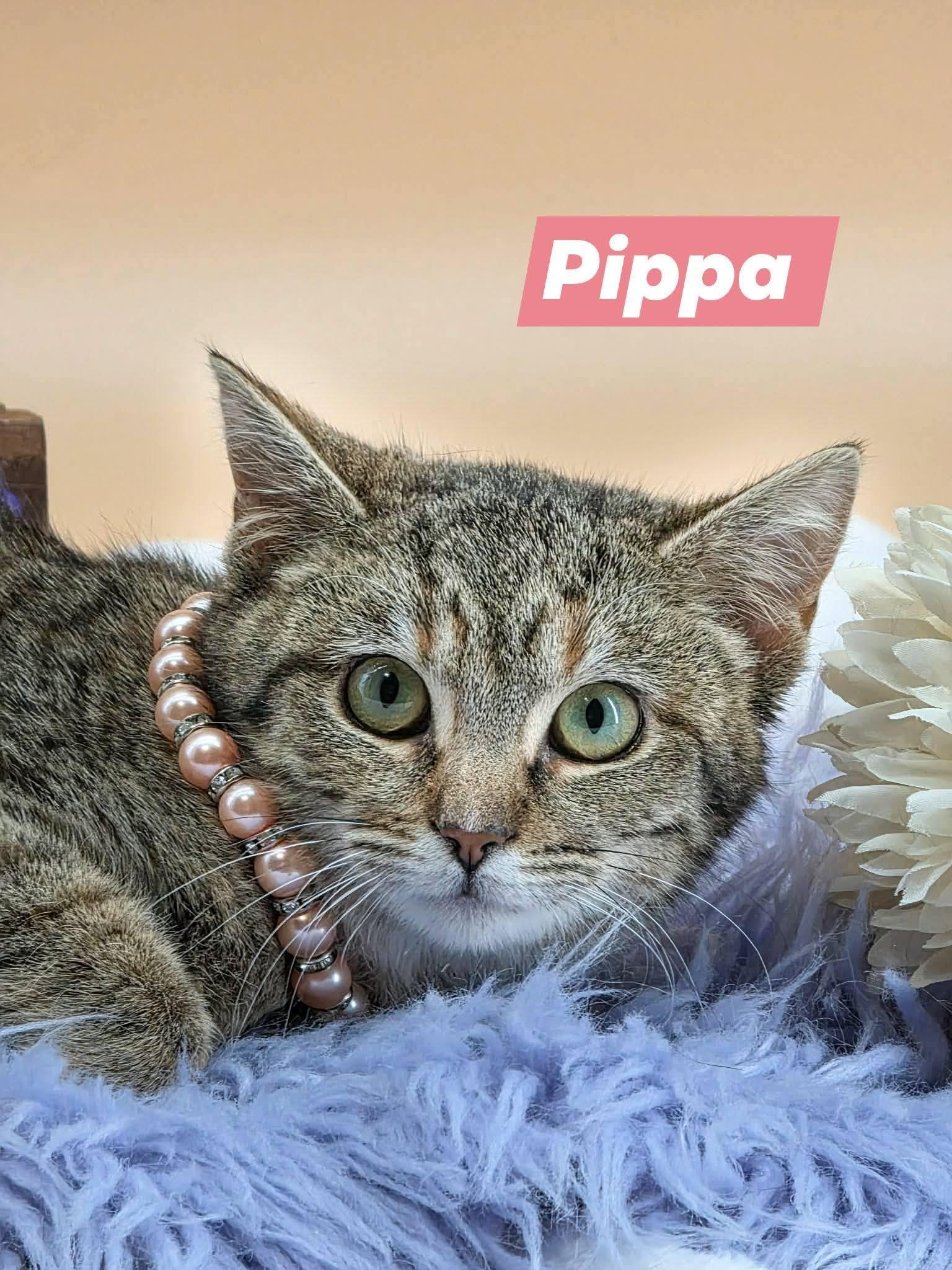 Pippa, a ADOPTABLE Domestic Short Hair in Sevierville, TN image 1/4