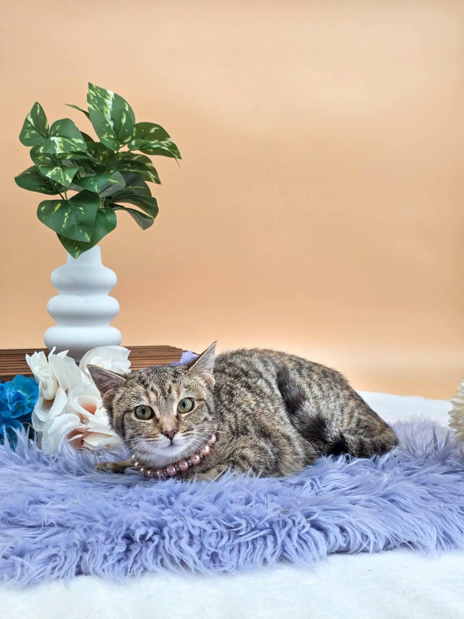 Pippa, a ADOPTABLE Domestic Short Hair in Sevierville, TN image 4/4