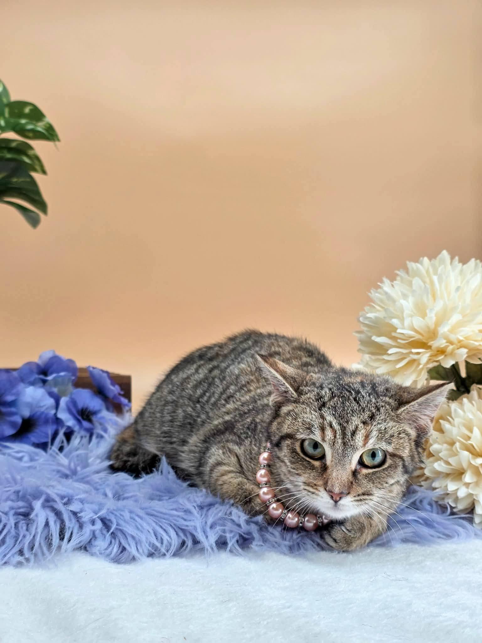 Pippa, a ADOPTABLE Domestic Short Hair in Sevierville, TN image 3/4