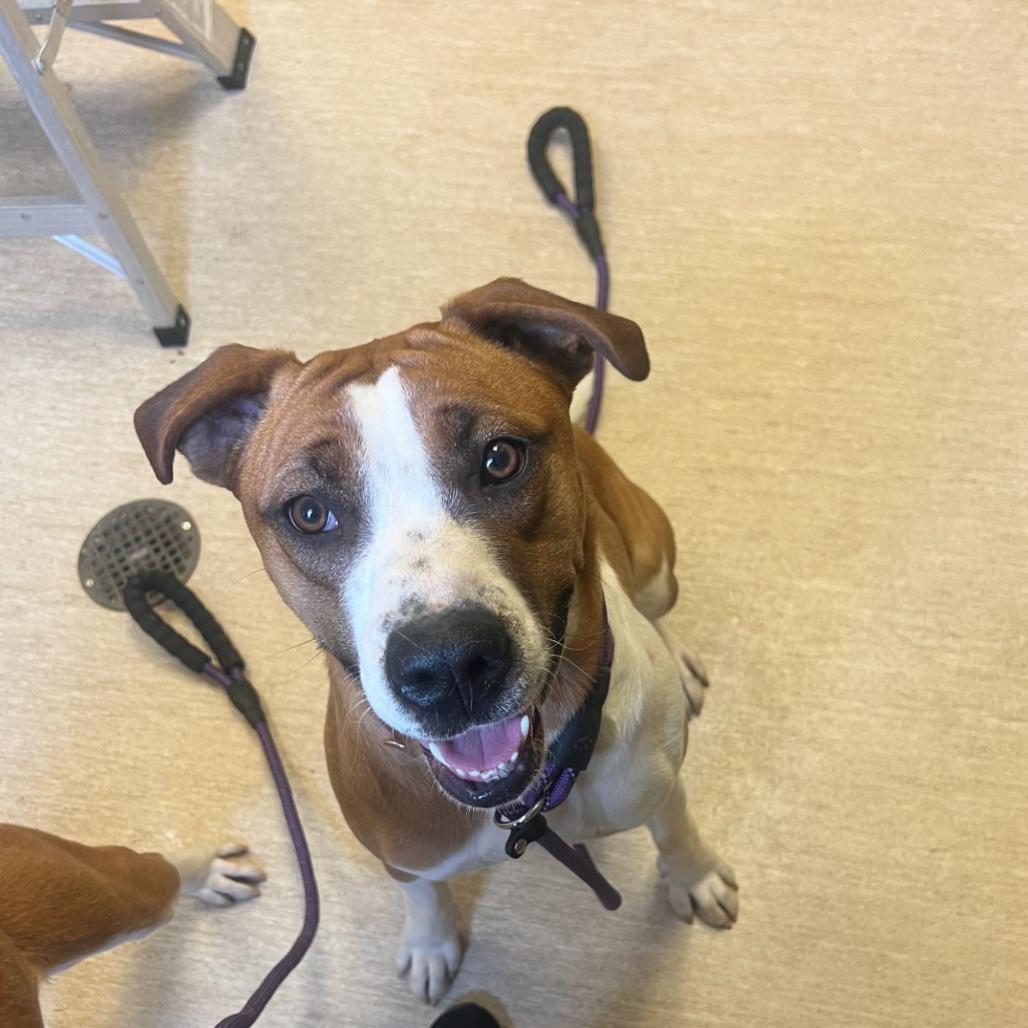 Enlarge Luna Bug, a Adoptable Mixed Breed in Red House, WV image 1/1