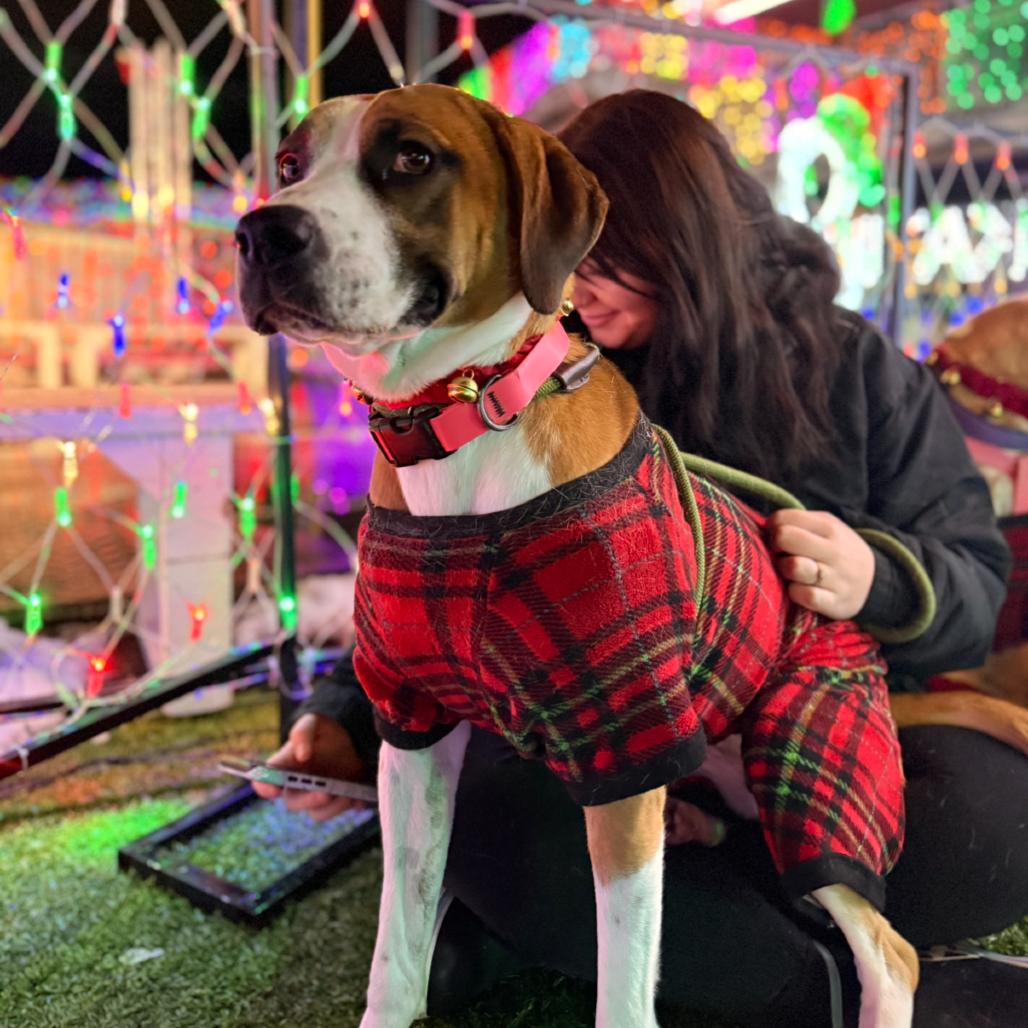 Enlarge Luna Bug, a Adoptable Mixed Breed in Red House, WV image 2/2