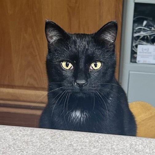 EDDY, ADOPTABLE, Young Male American Shorthair.