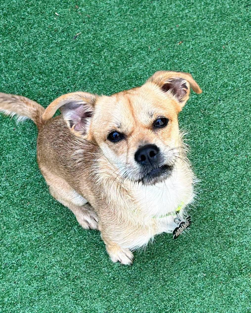 Trent, Adoptable, Young Male Terrier.
