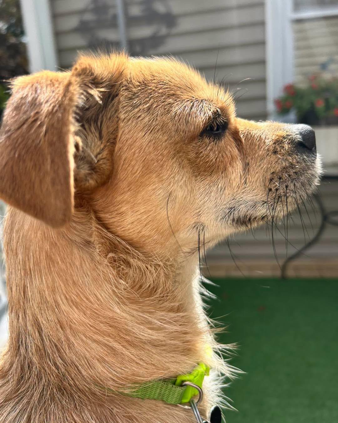 Enlarge Trent, a Adoptable mixed breed in Winsted, CT image 5/5