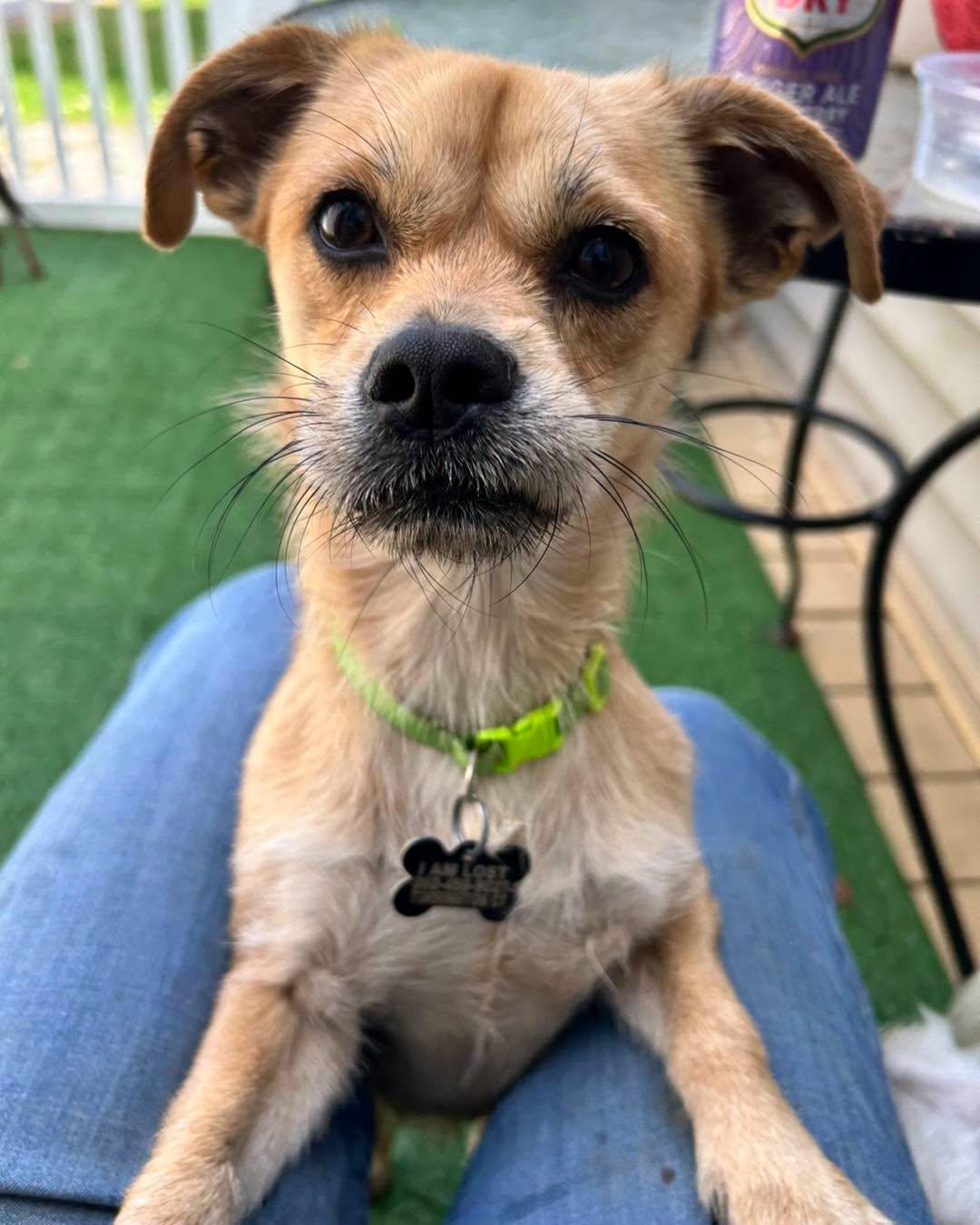 Enlarge Trent, a Adoptable mixed breed in Winsted, CT image 3/5