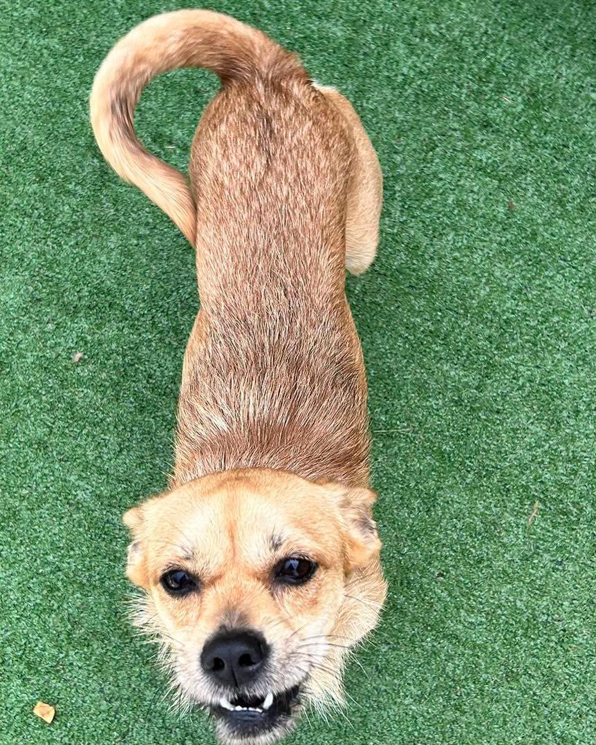 Enlarge Trent, a Adoptable mixed breed in Winsted, CT image 4/5