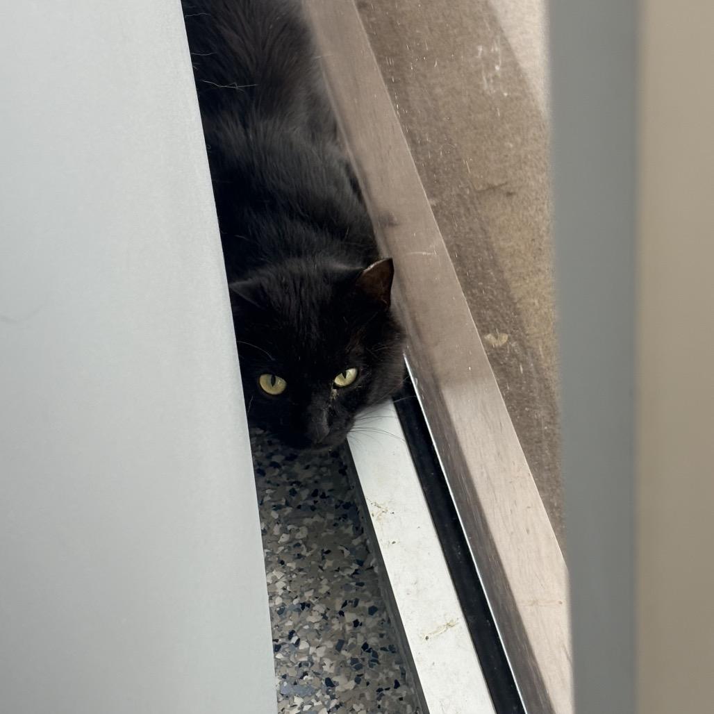Bobbi, Adoptable, Adult Male Domestic Short Hair.