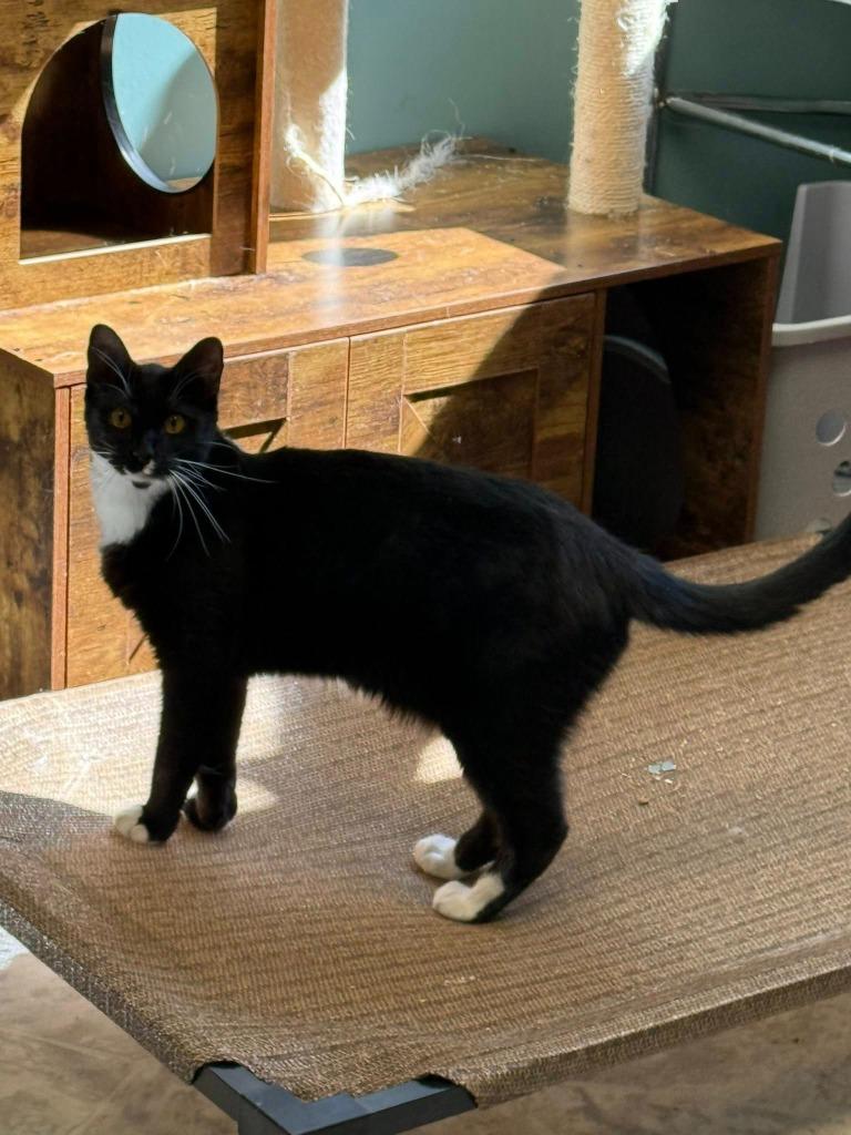 Enlarge MOOLANDER, a Adoptable Domestic Short Hair in Chillicothe, OH image 1/1