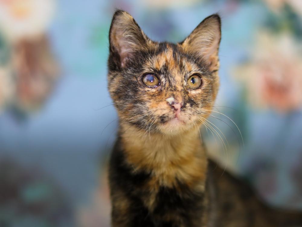 Helen, Adoptable, Kitten Female Domestic Short Hair.