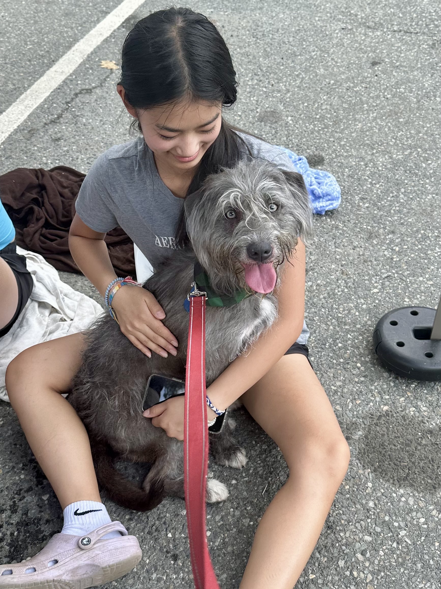 Enlarge Luna, a Adopted Poodle in South Strafford, VT image 2/2