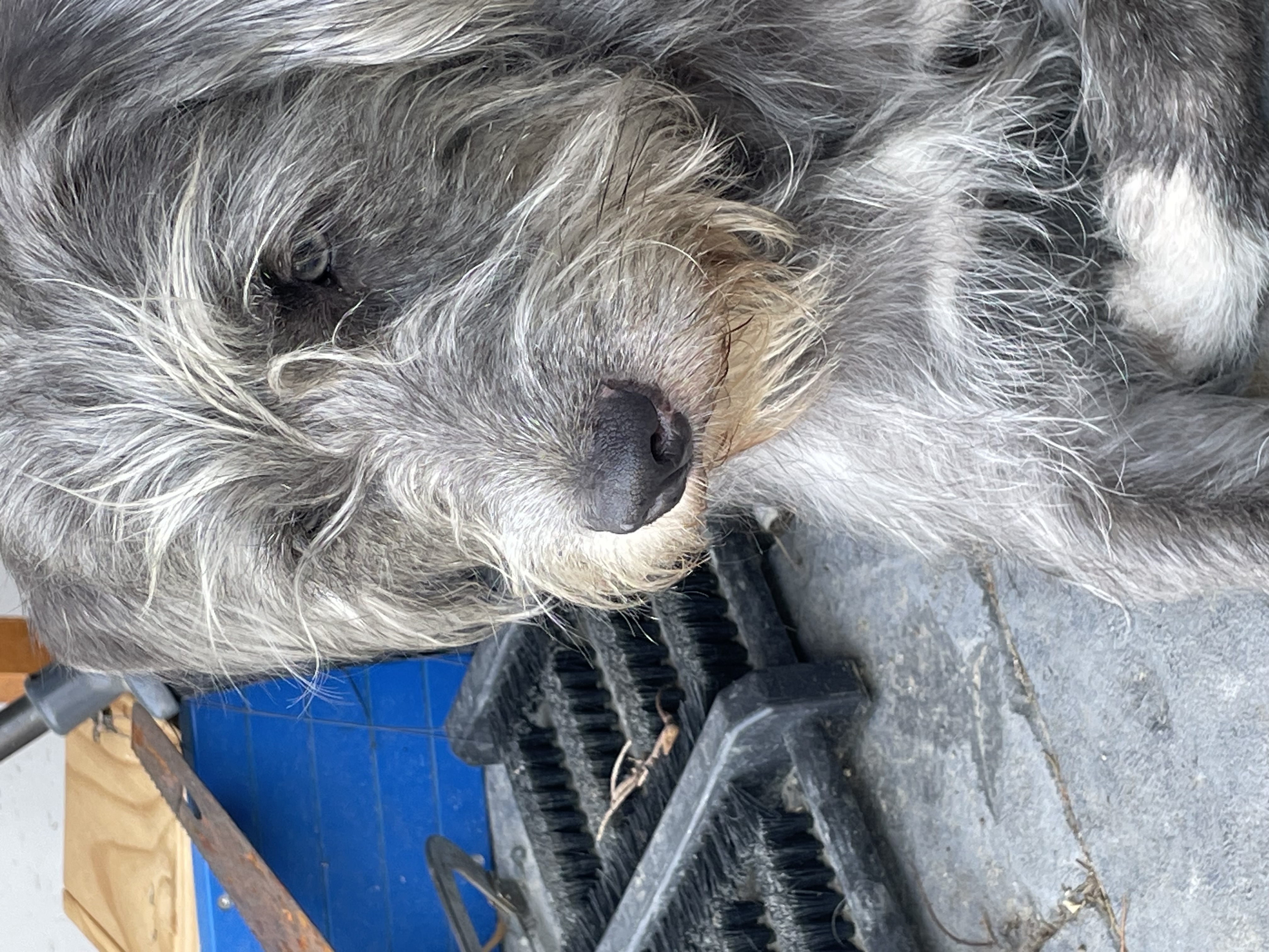 Luna, Adopted, Young Female Poodle.