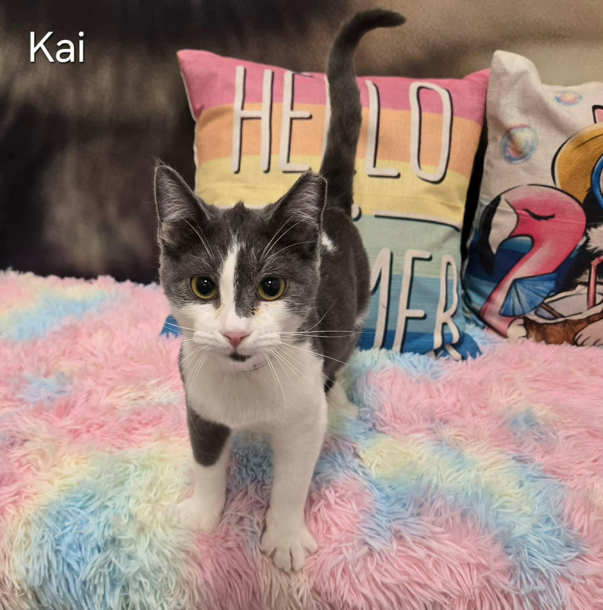 Enlarge Kai, an adoptable Domestic Short Hair in Sedalia, MO image 5/5