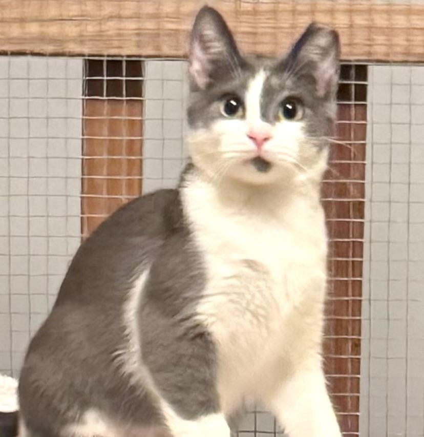 Kai, an adoptable Domestic Short Hair in Sedalia, MO image 2/3