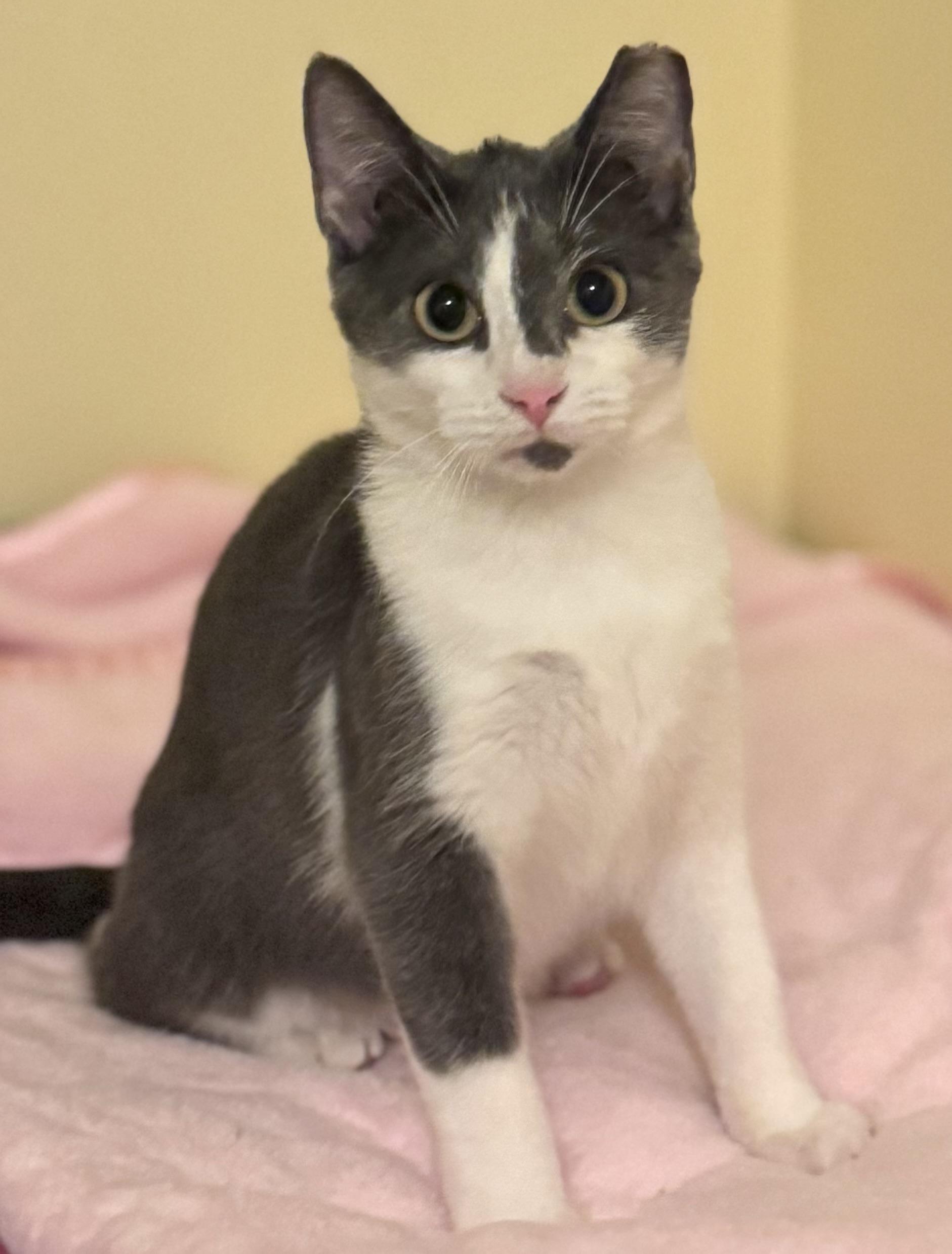 Kai, an adoptable Domestic Short Hair in Sedalia, MO image 3/3