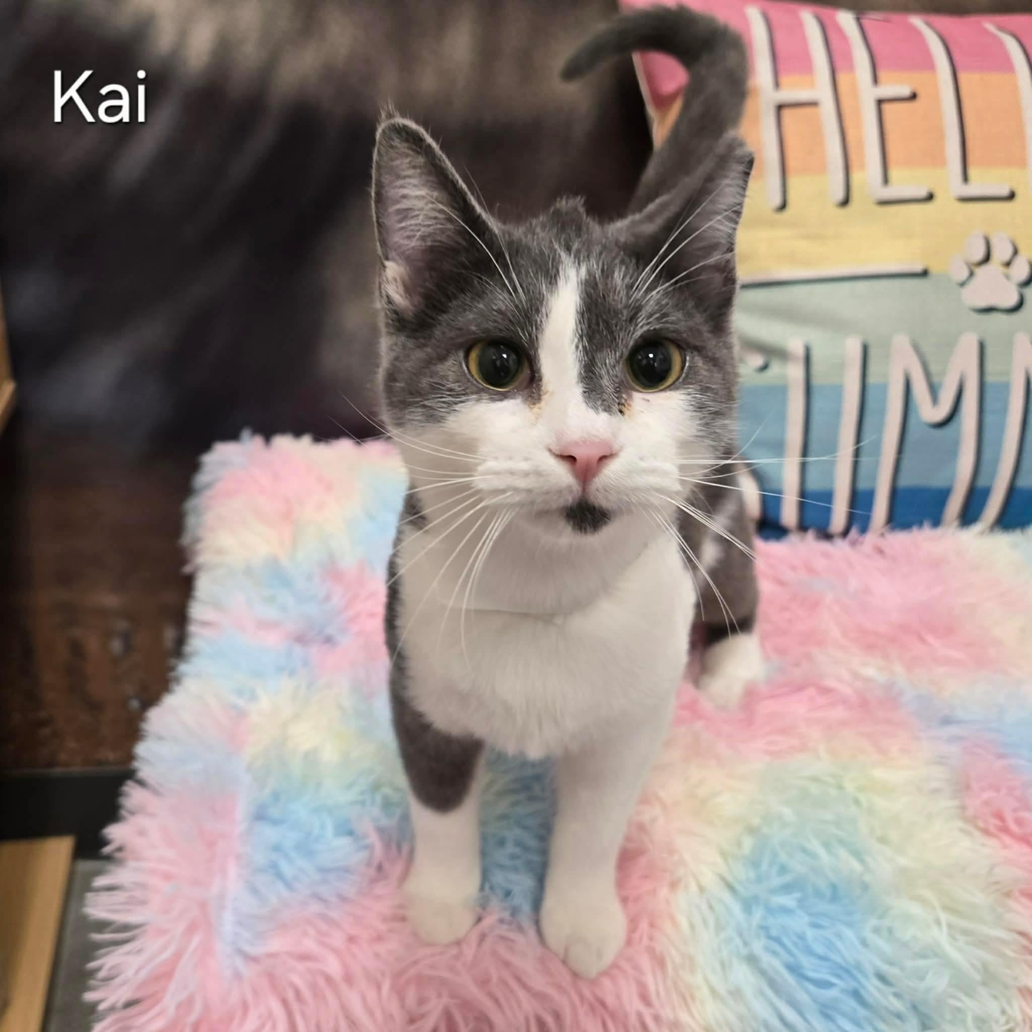 Kai, adoptable, Kitten Male Domestic Short Hair.
