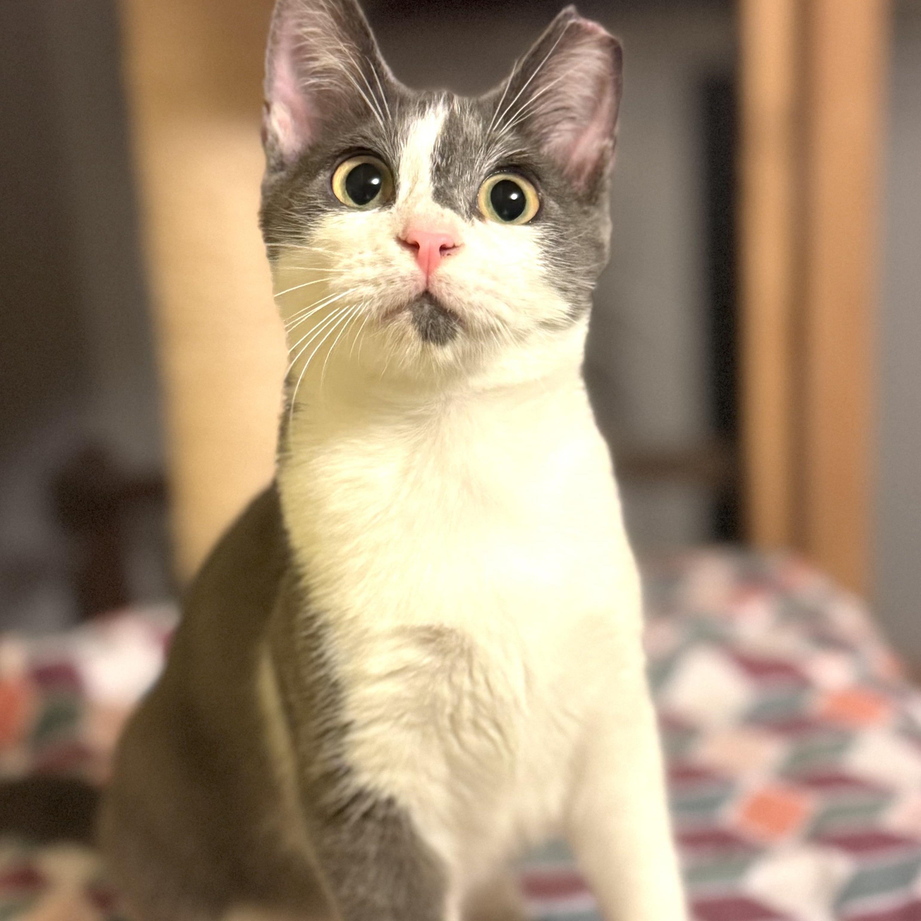 Kai, adoptable, Kitten Male Domestic Short Hair.