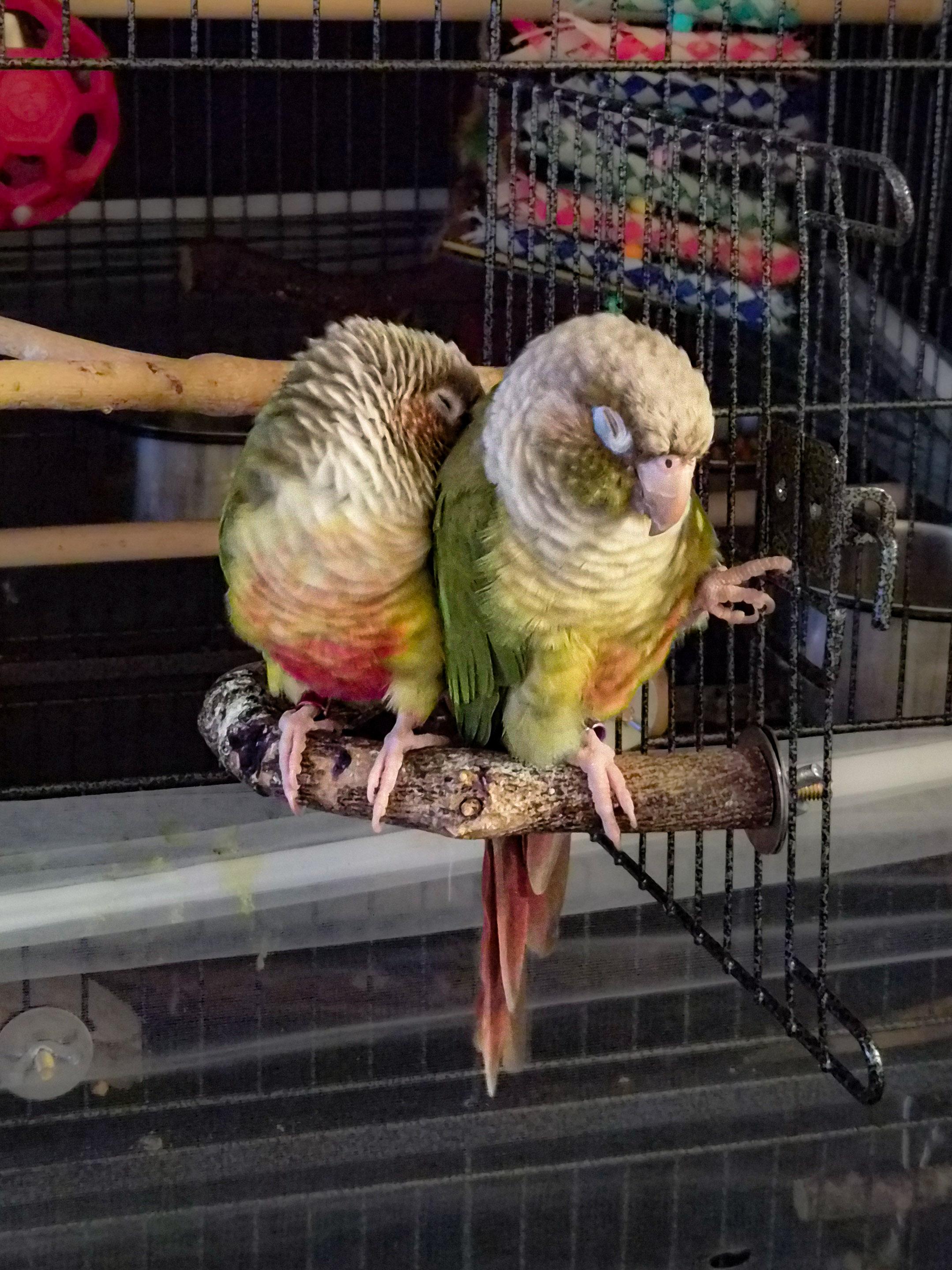 Ivy and Guac (Anchorage), ADOPTABLE, Adult Unknown Conure.
