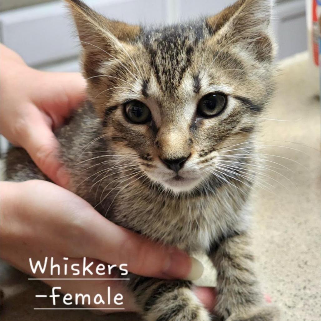 Enlarge Whiskers, a Adoptable Domestic Short Hair in Morgan Hill, CA image 1/1