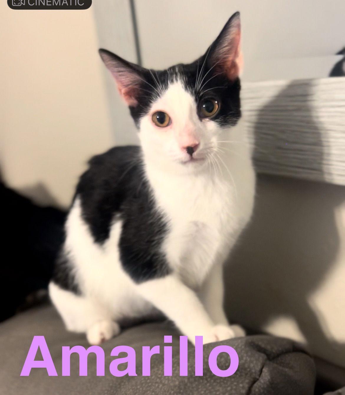 Amarillo, Adoptable, Young Female Domestic Short Hair.