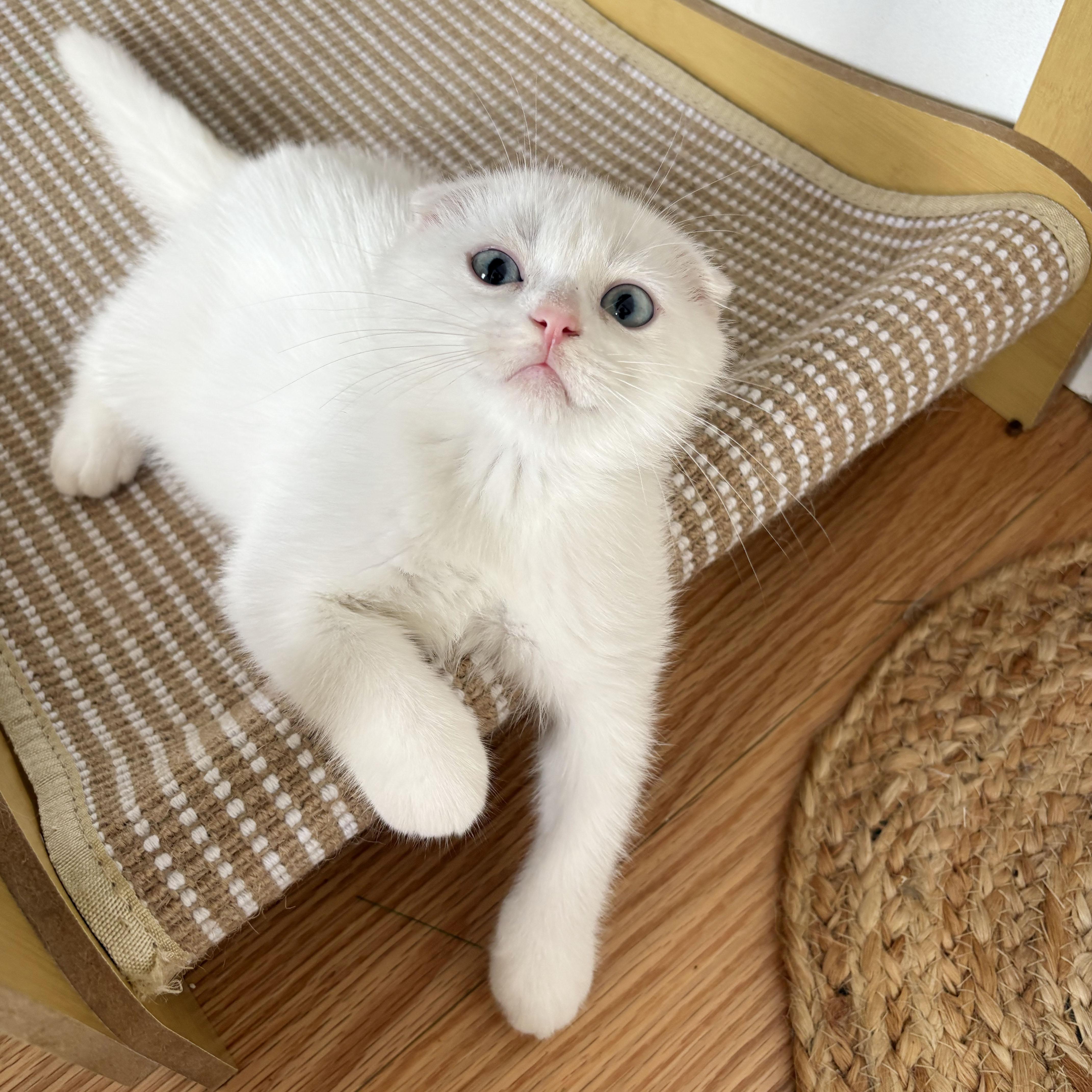 Enlarge Triton, an adopted Scottish Fold in BROOKLYN, NY image 3/6