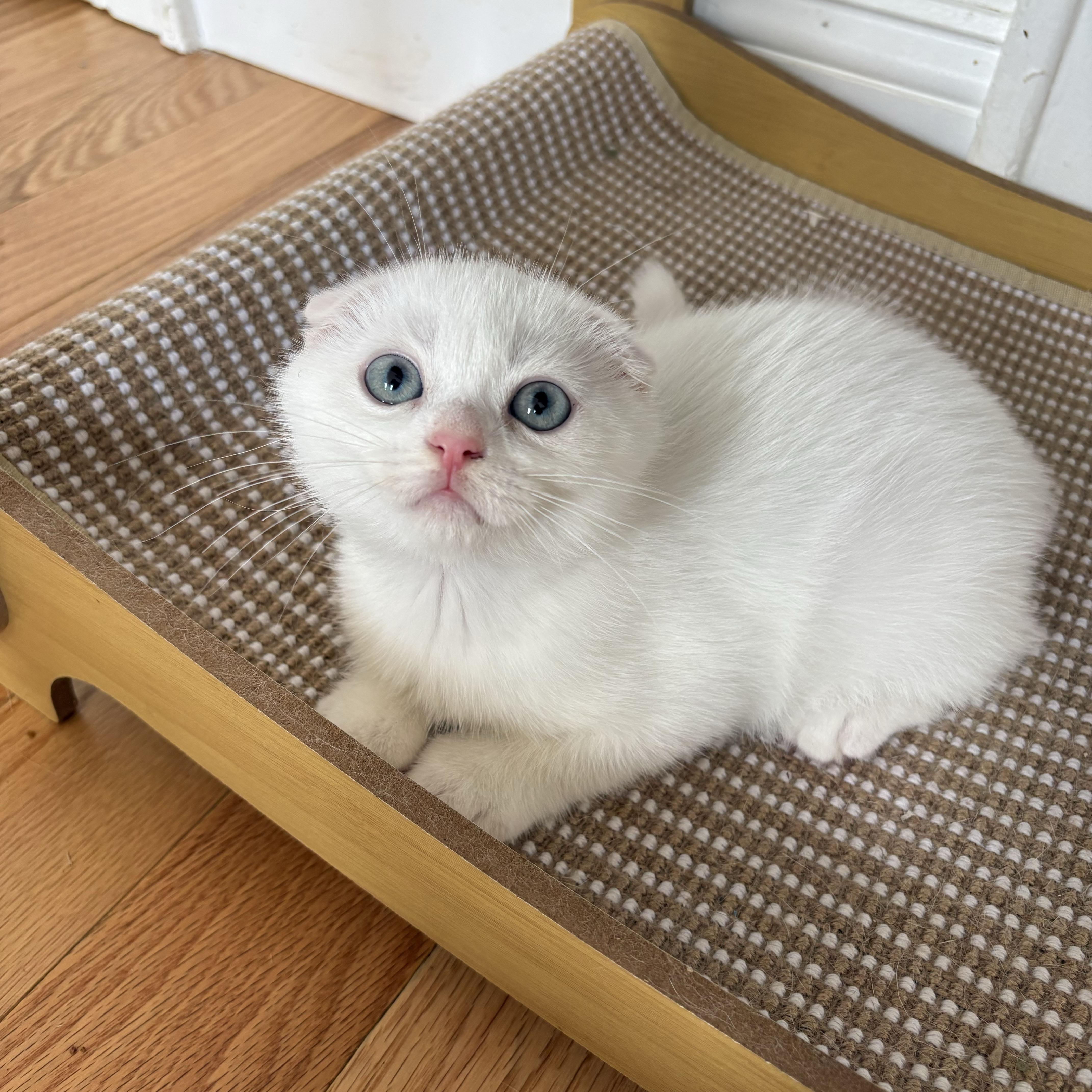 Enlarge Triton, an adopted Scottish Fold in BROOKLYN, NY image 2/6