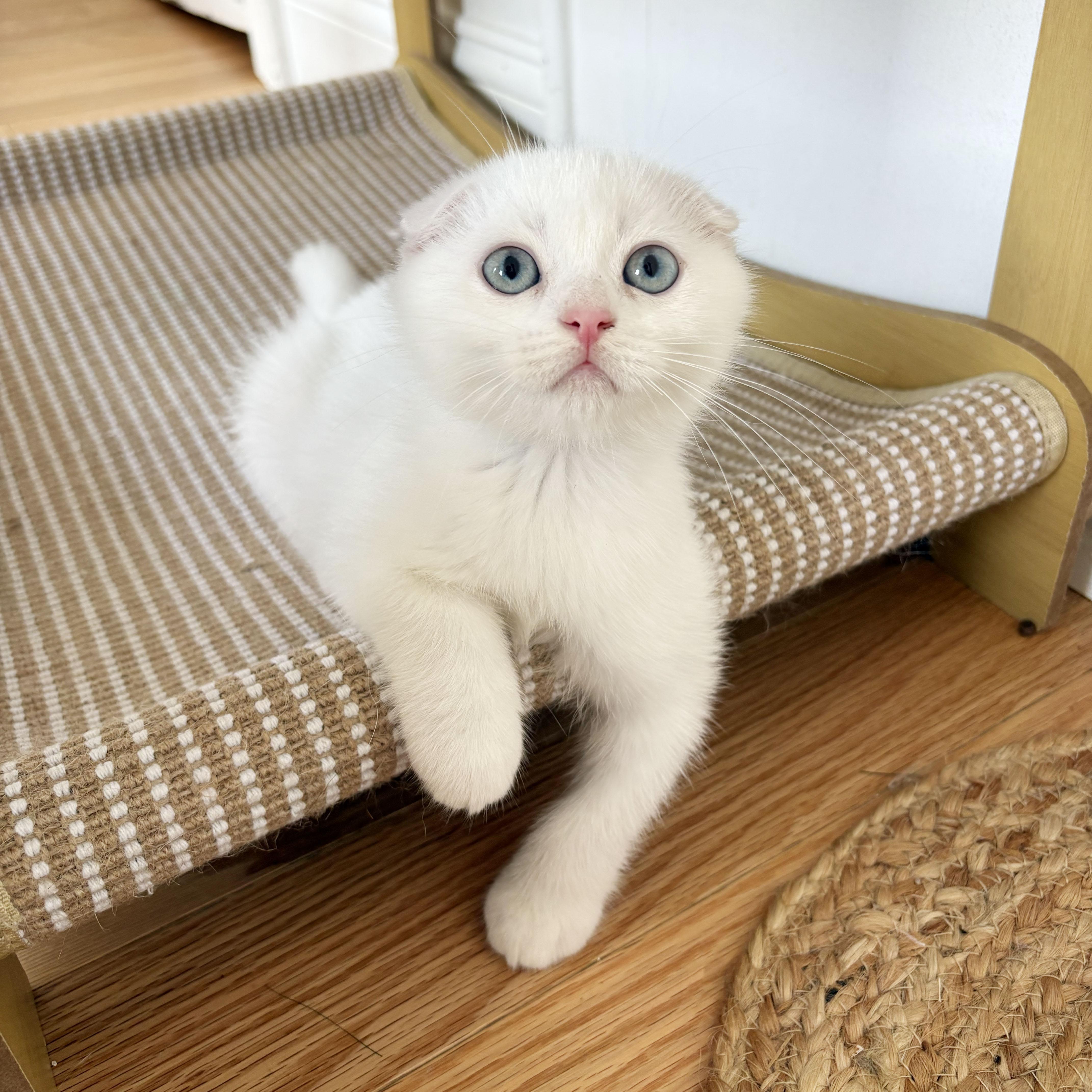 Enlarge Triton, an adopted Scottish Fold in BROOKLYN, NY image 5/6