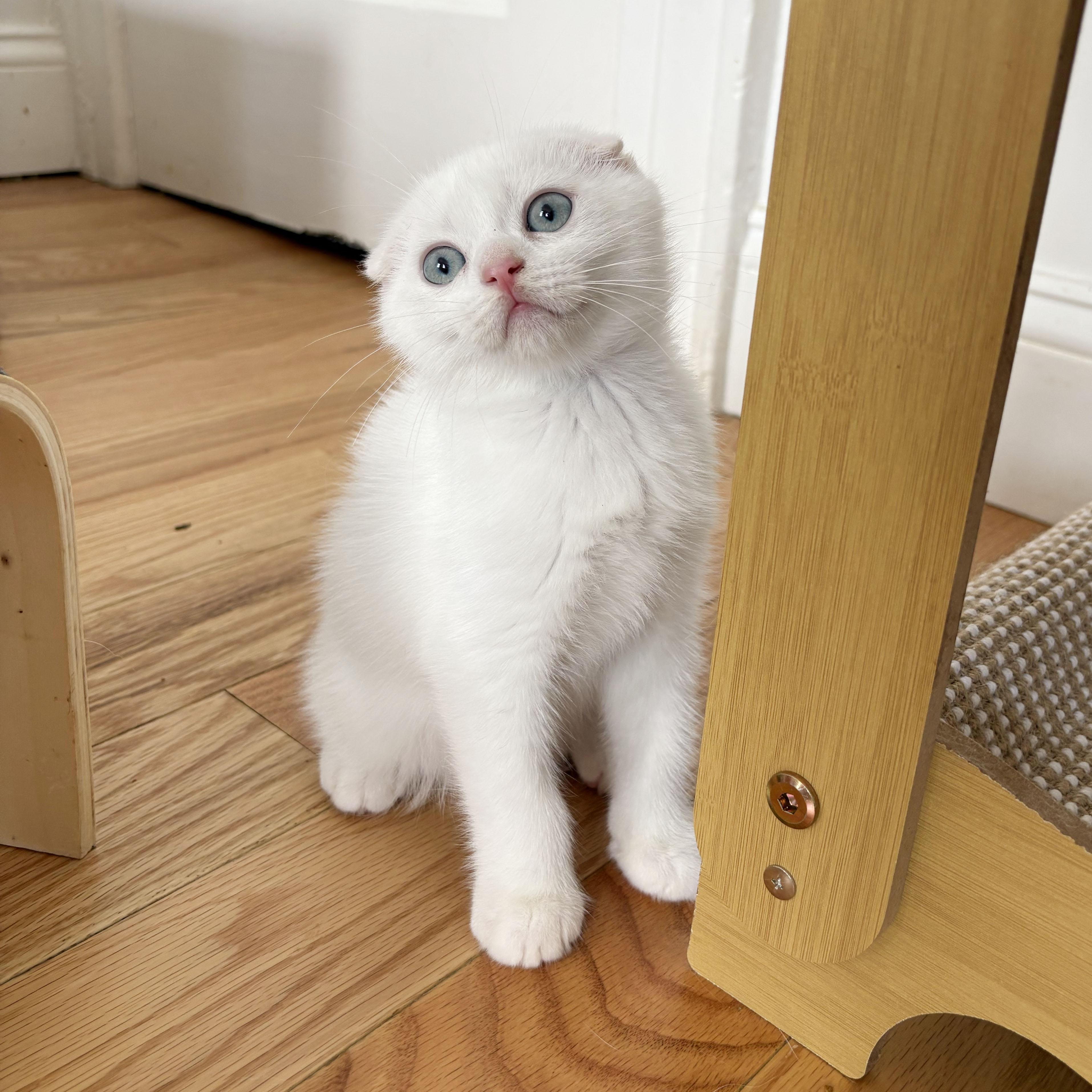 Enlarge Triton, an adopted Scottish Fold in BROOKLYN, NY image 4/6