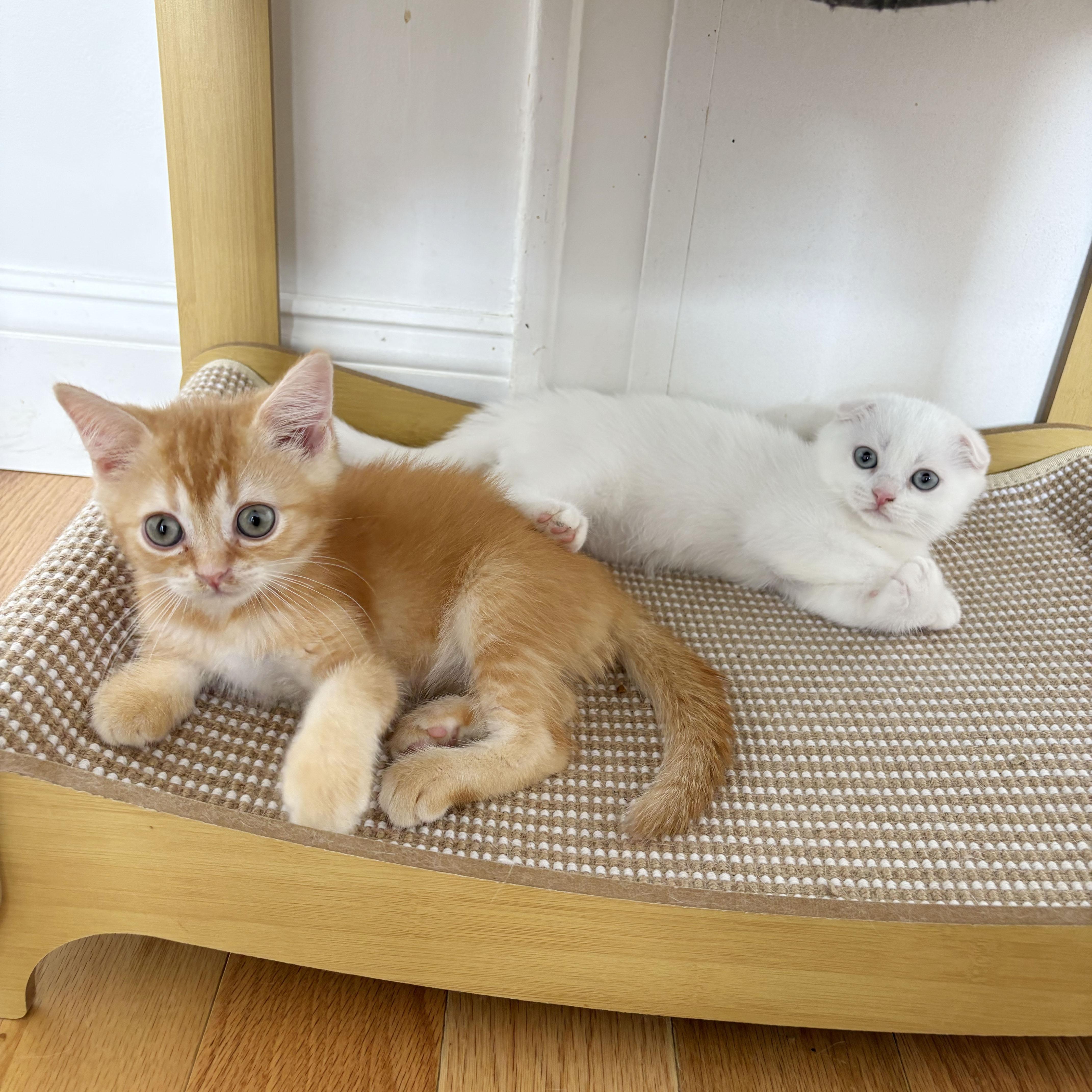 Enlarge Triton, an adopted Scottish Fold in BROOKLYN, NY image 6/6