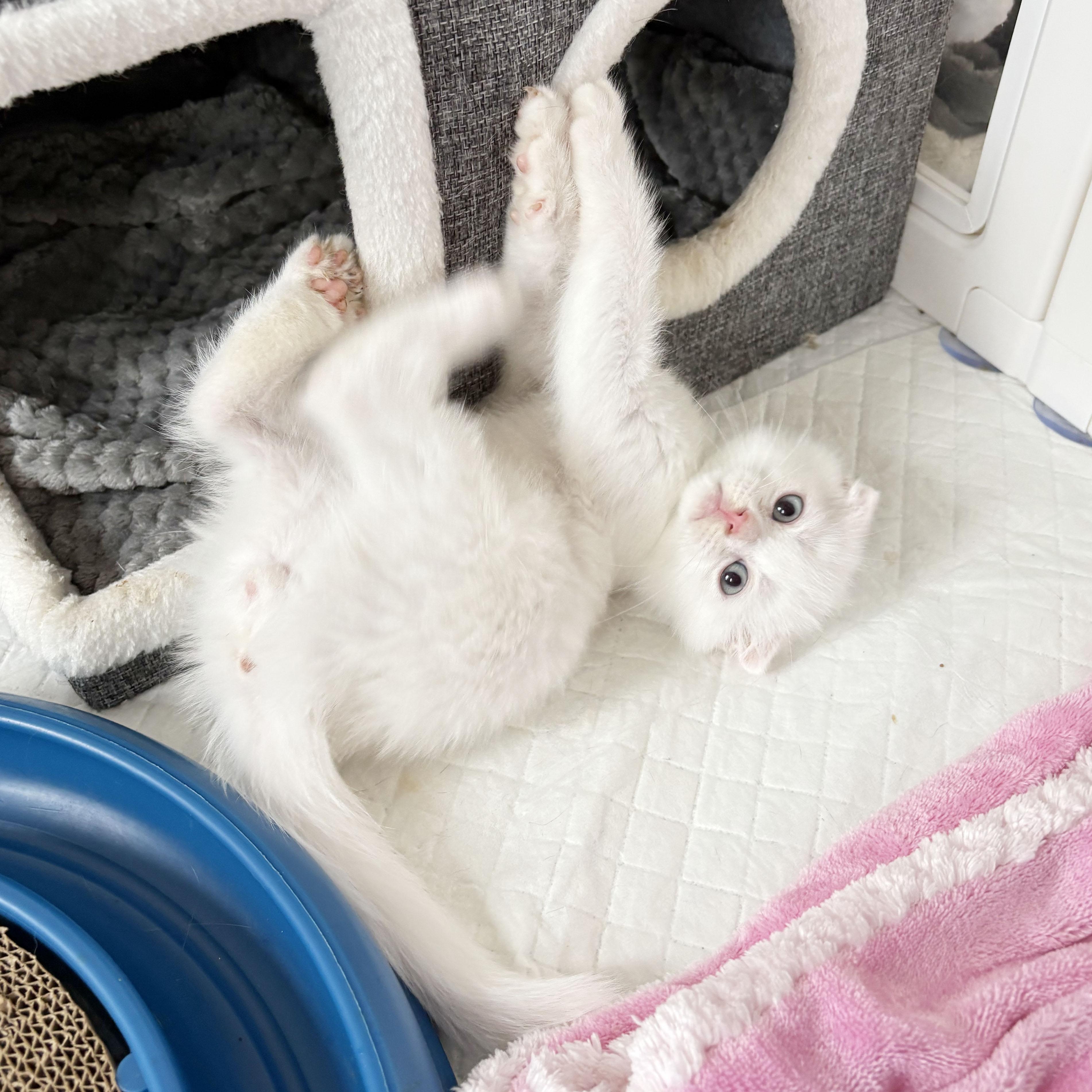 Triton, adopted, Kitten Male Scottish Fold.