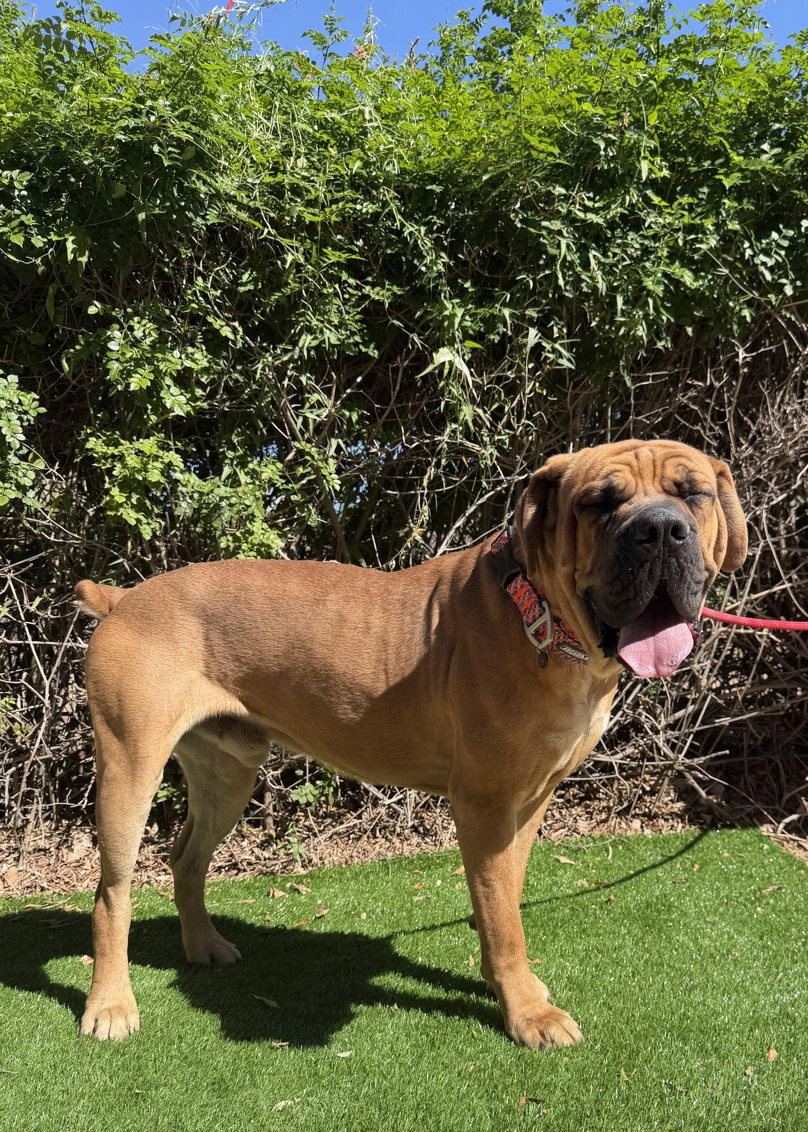 Enlarge Mojo, a Adoptable Mastiff in Glendale, AZ image 1/3